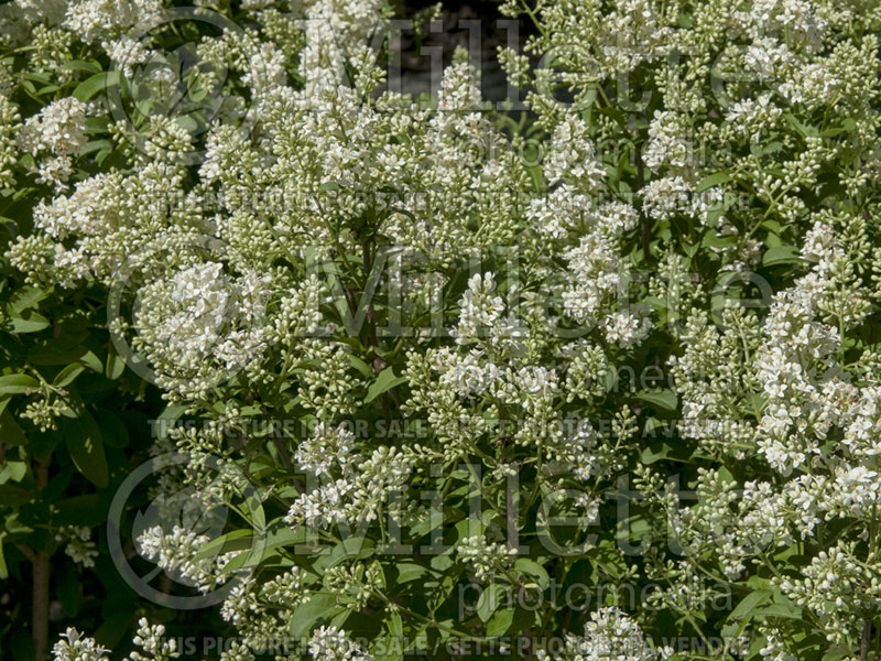 Ligustrum Cheyenne (Common Privet) 5