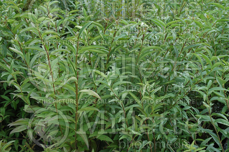 Ligustrum Cheyenne (Common Privet) 2