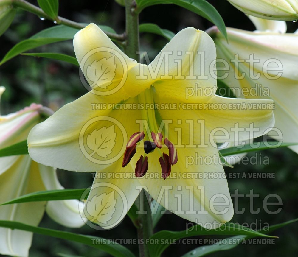 Lillium Conca d'Or (Lily) 4