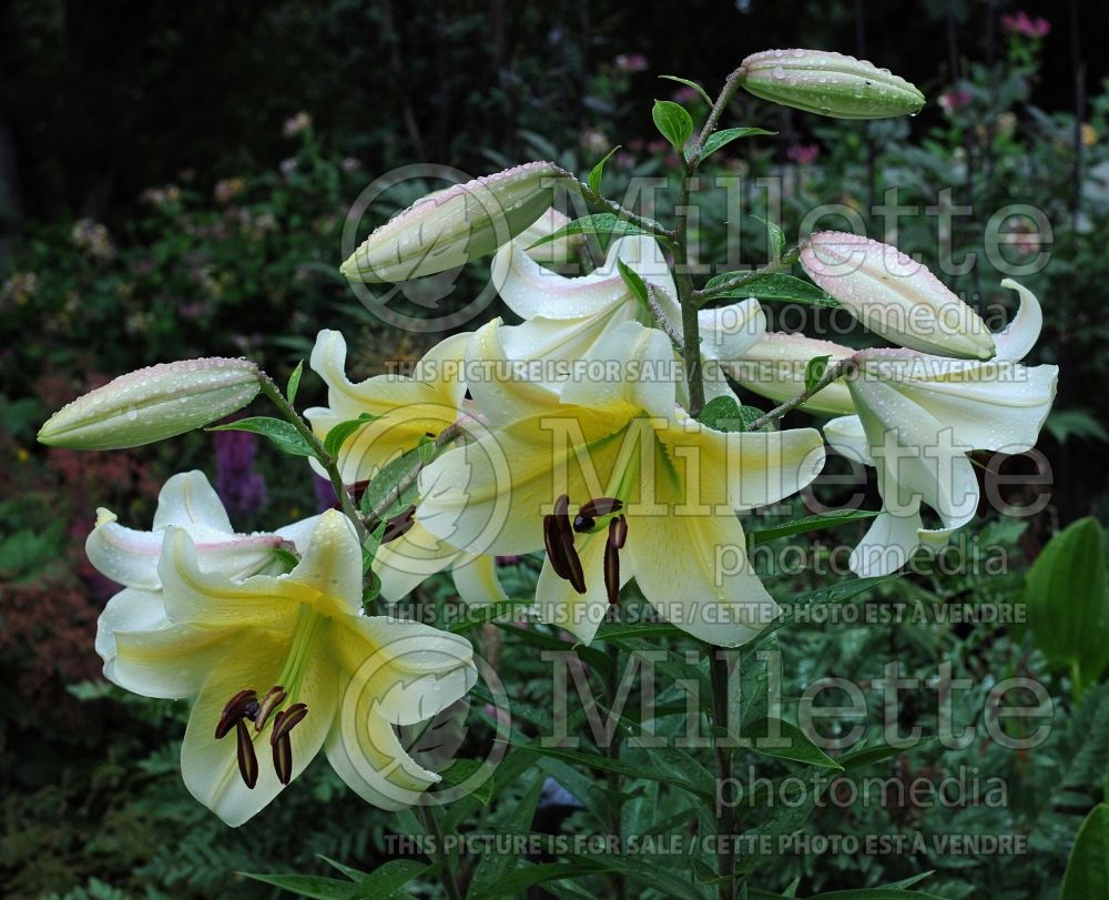 Lillium Conca d'Or (Lily) 5