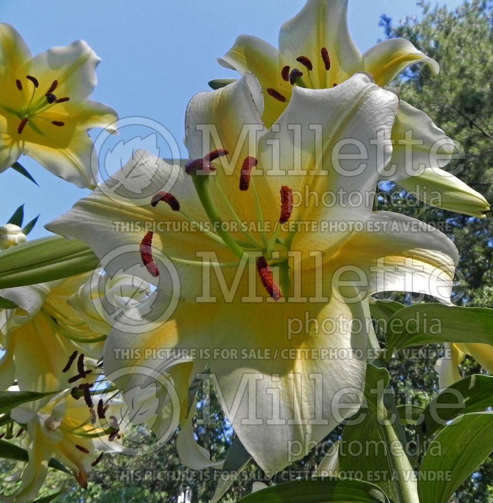 Lillium Conca d'Or (Lily) 9