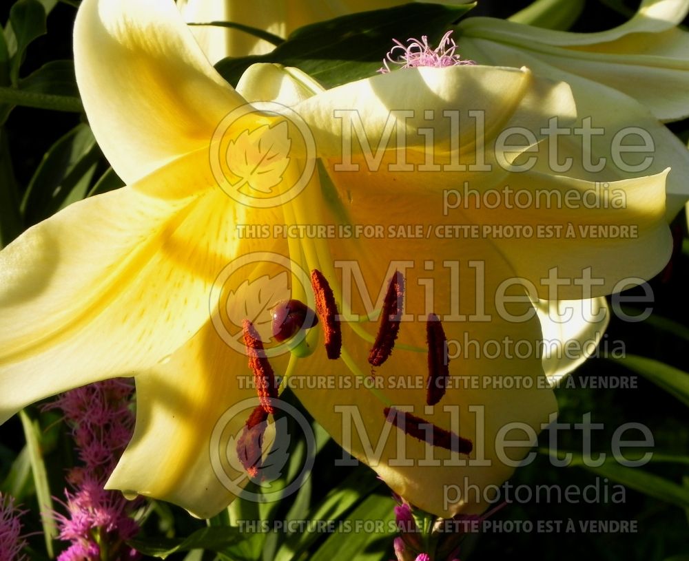 Lillium Conca d'Or (Lily) 10