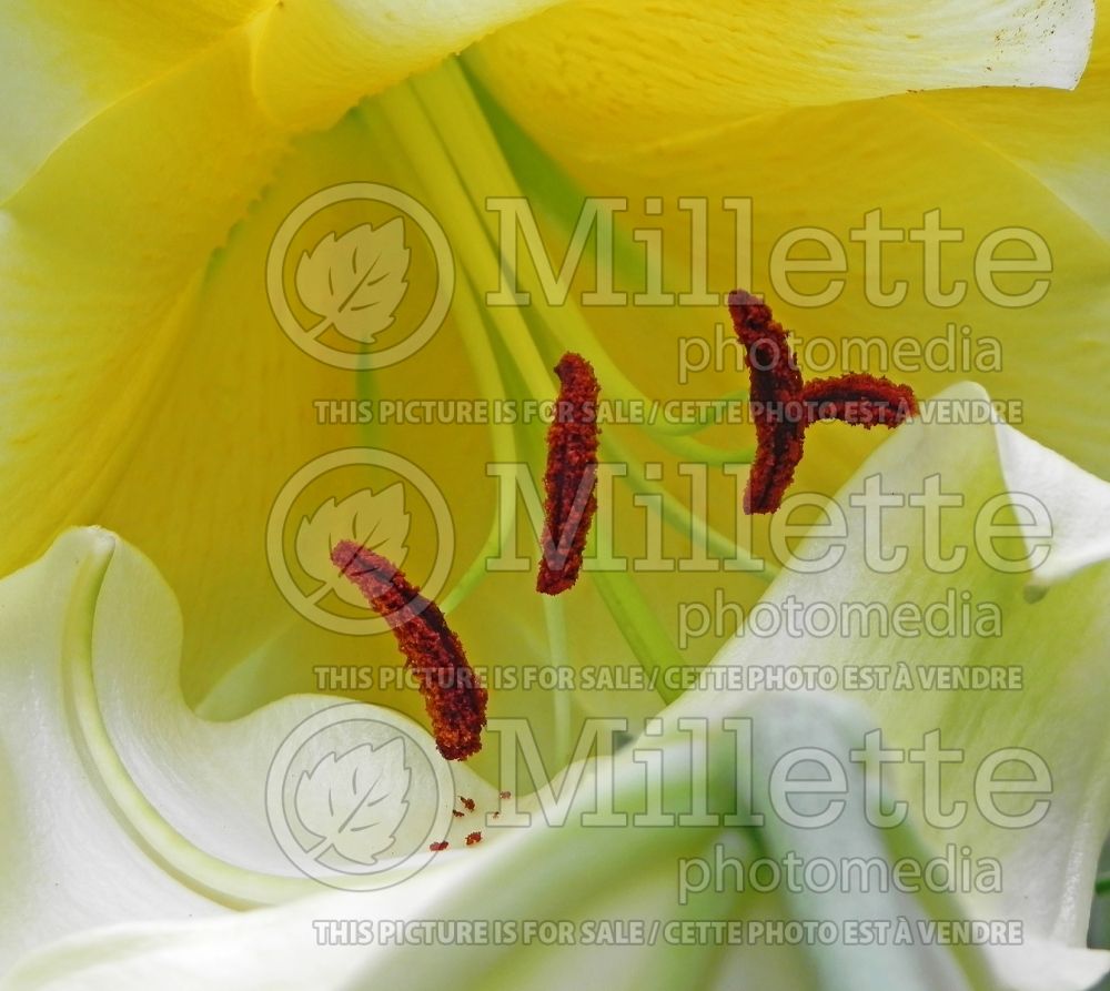 Lillium Conca d'Or (Lily) 8