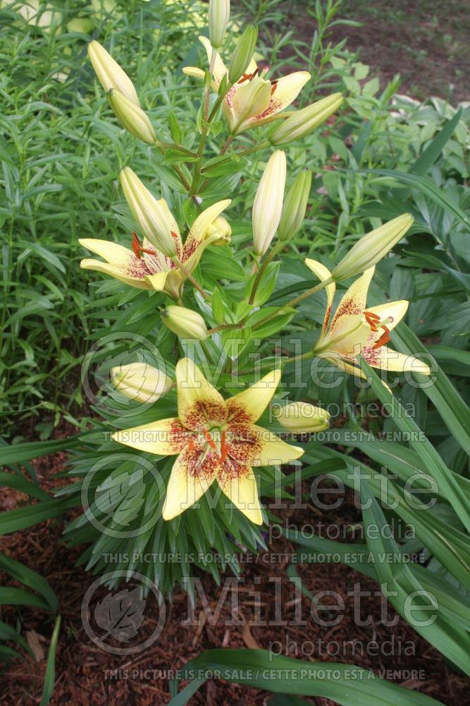 Lilium Latvia (Asiatic Lily) 3