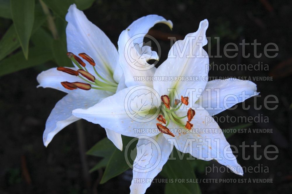 Lilium Muscadet (Oriental Lily) 3