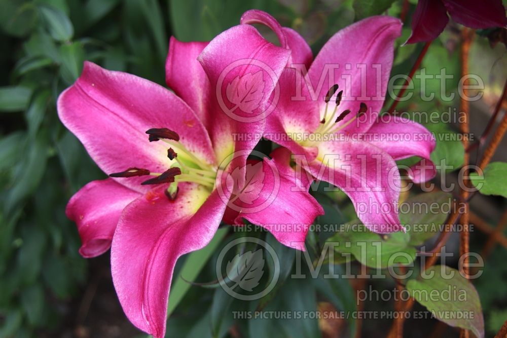 Lilium On Stage (Lily) 1