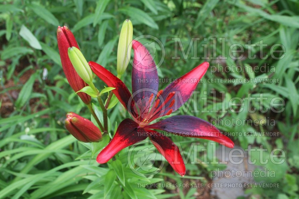 Lilium Pop Art (Asiatic Lily) 1