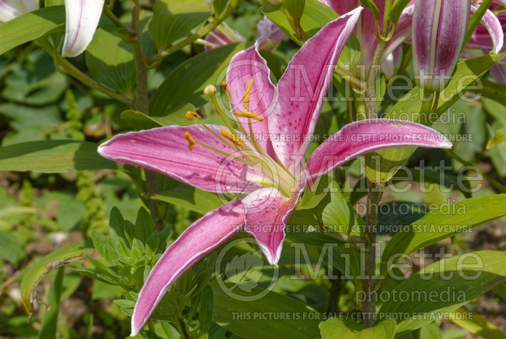 Lilium Acapulco (Oriental Lily) 4