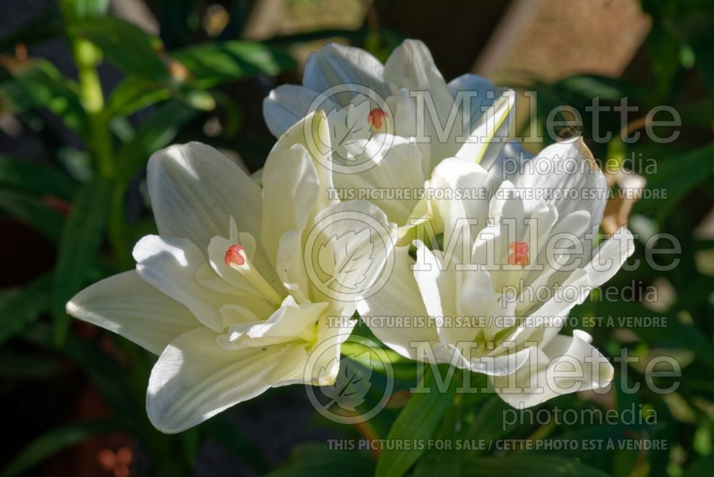 Lilium Annemarie's Dream (Asiatic Lily) 1