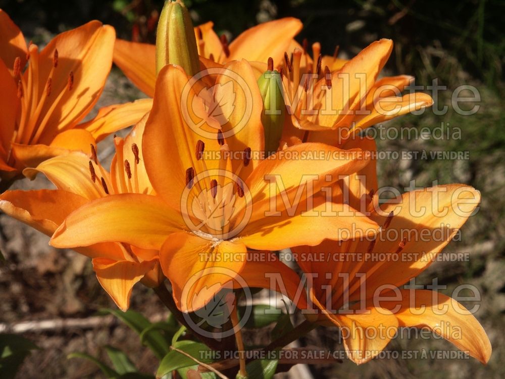 Lilium Beatrix (Asiatic Lily) 1