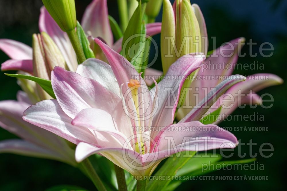 Lilium Bentley (Asiatic Lily) 1