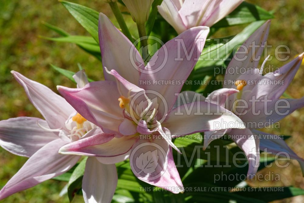 Lilium Bentley (Asiatic Lily) 2