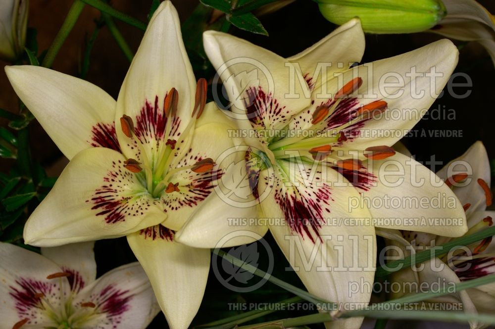 Lilium Centerfold (Asiatic Lily) 2