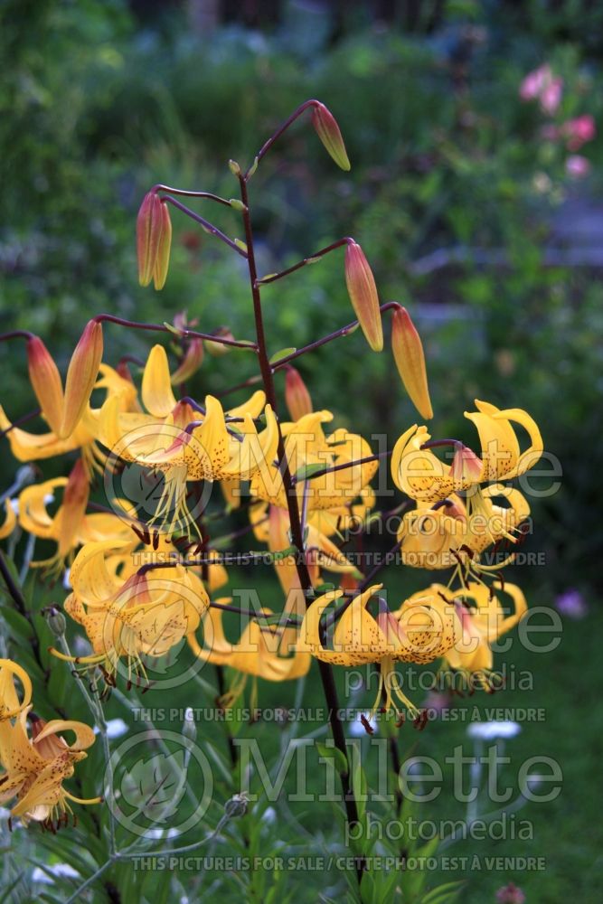 Lilium Citronella (Asiatic Lily) 2