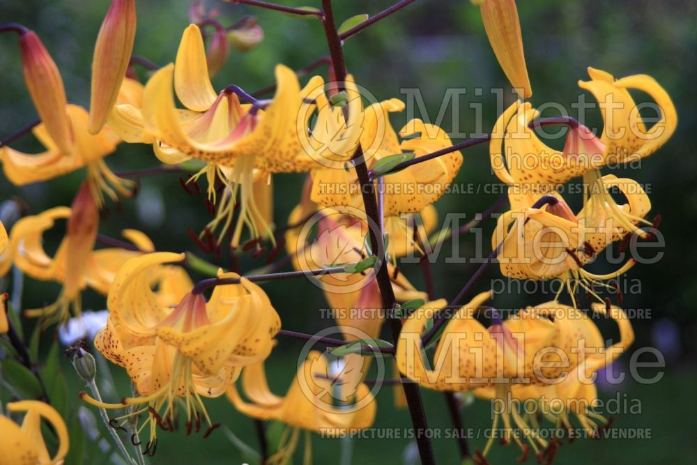 Lilium Citronella (Asiatic Lily) 1