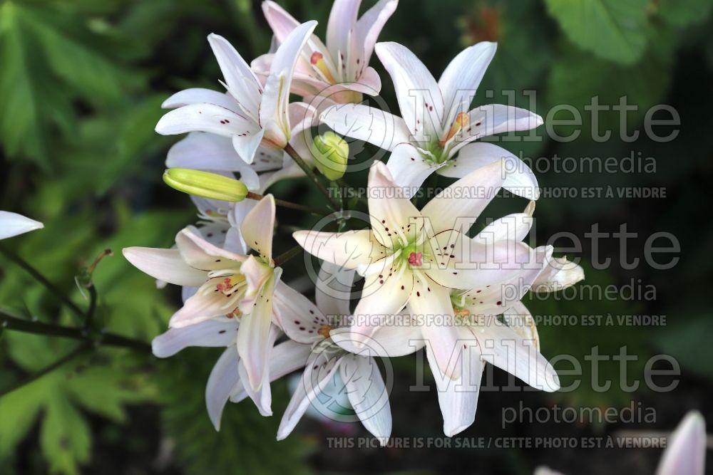 Lilium Elodie (Asiatic Lily) 2