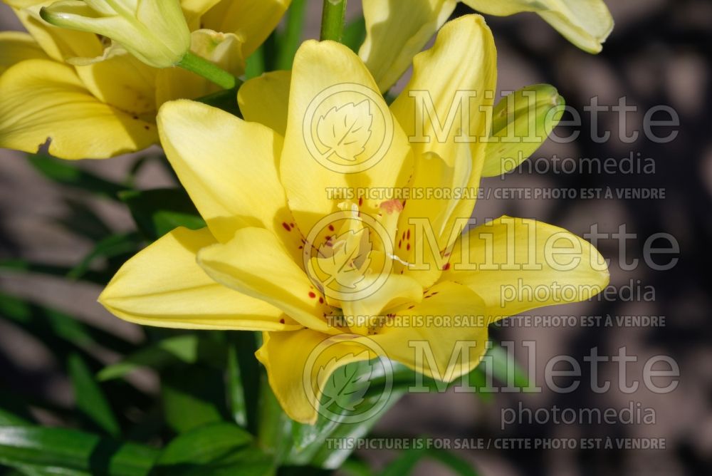Lilium Fata Morgana (Asiatic Lily) 2 