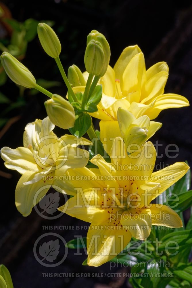 Lilium Fata Morgana (Asiatic Lily) 3 