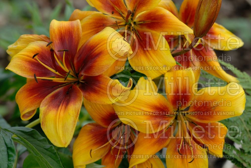Lilium Faust (Asiatic Lily) 2