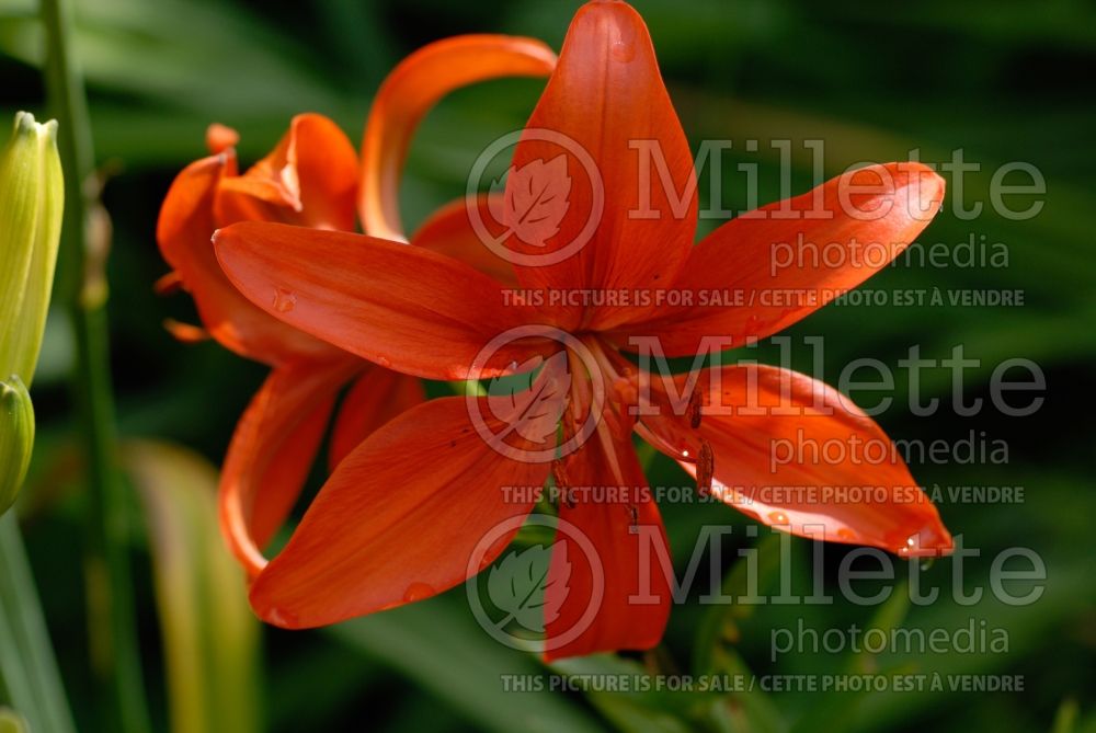 Lilium Flying Wing (Lily) 1