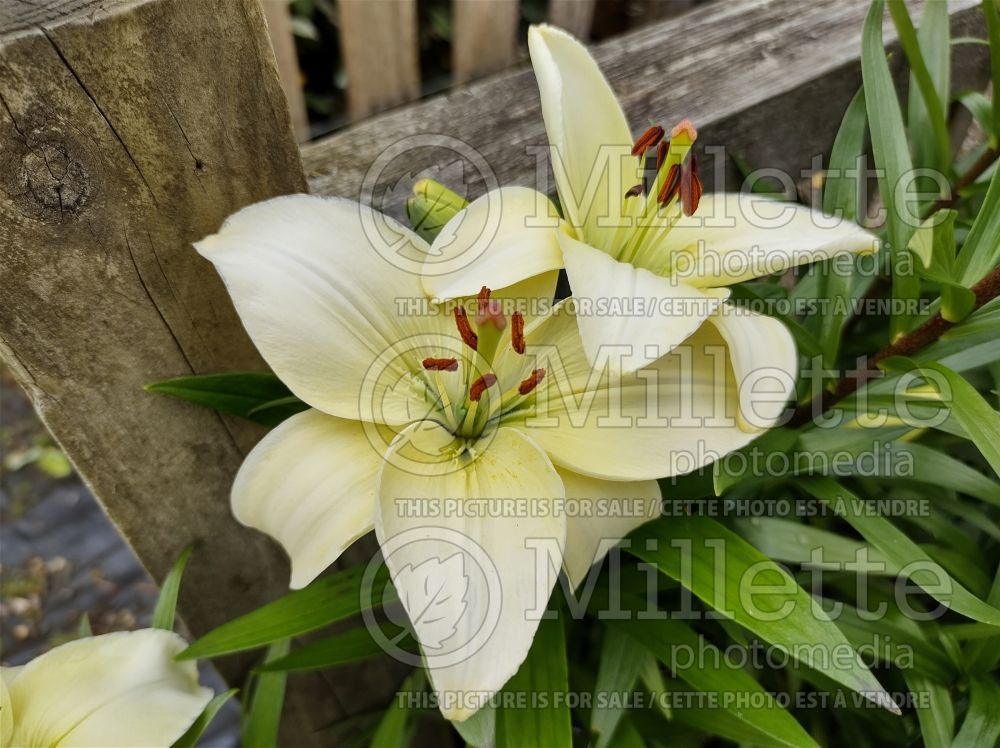Lilium aInuvik (Asiatic Lily) 1