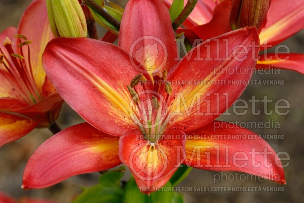 Lilium Jacqueline (Asiatic Lily) 1