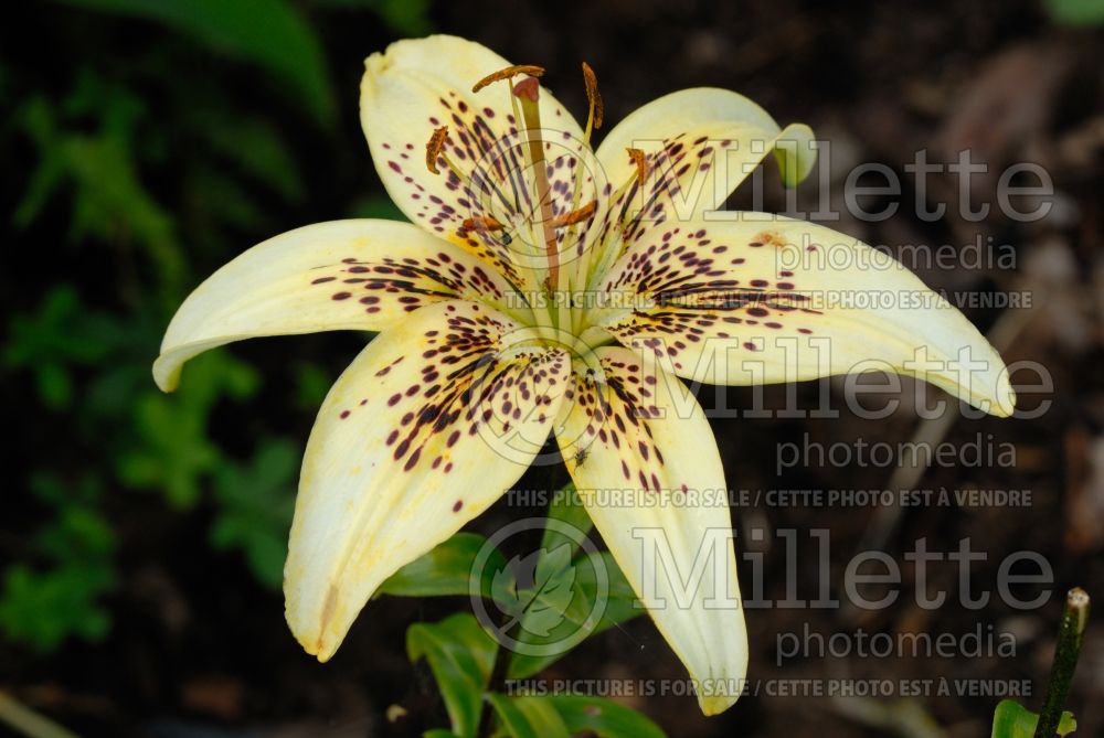 Lilium Kolovrat (Asiatic Lily) 1