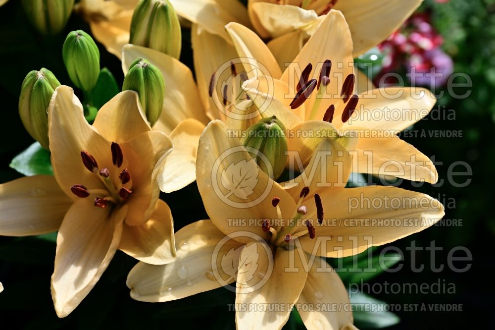 Lilium Lily Looks Tiny Moon (Lily) 1