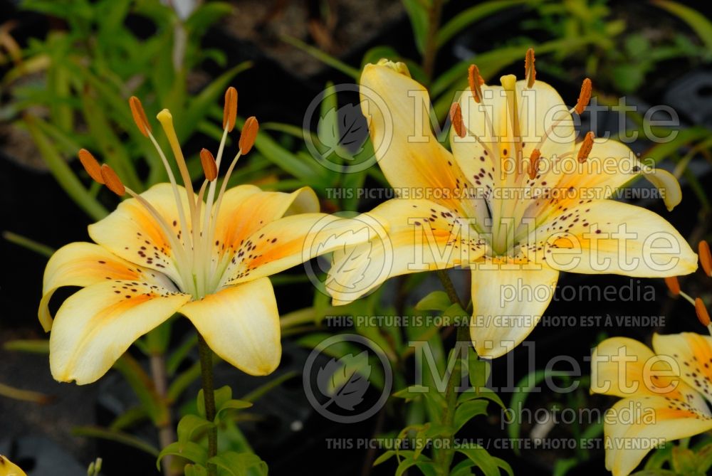 Lilium Luxor (Asiatic Lily) 1