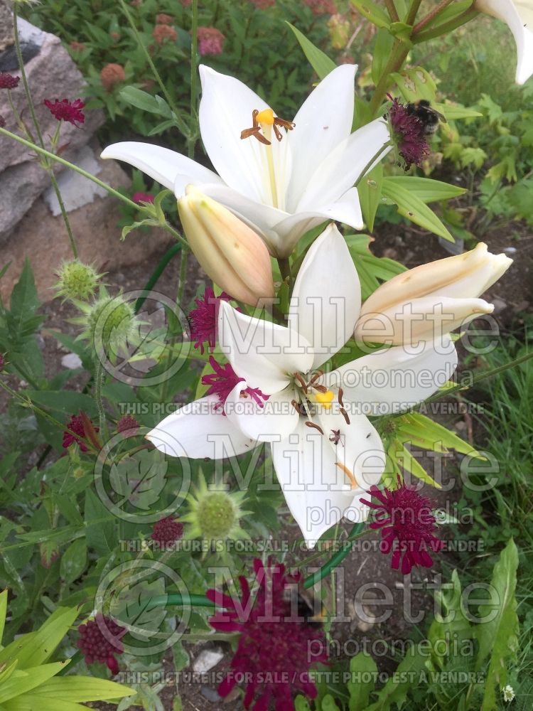Lilium Mont Blanc (Asiatic Lily) 1