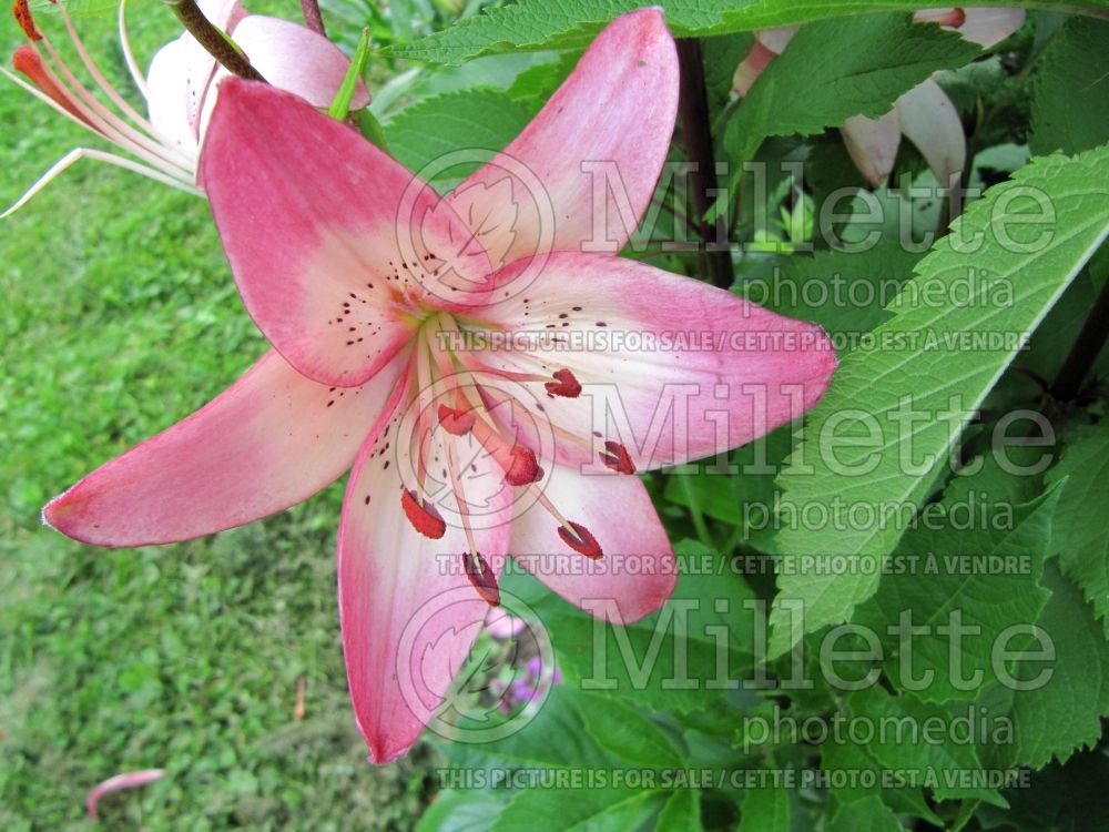 Lilium Montreux (Asiatic Lily) 2