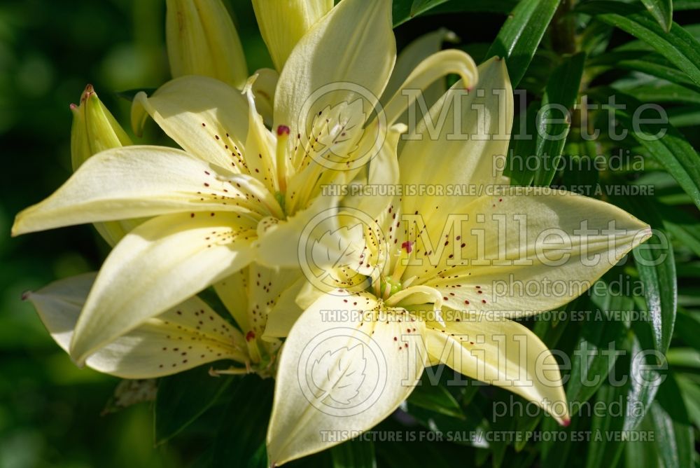 Lilium Mountain Joy (Asiatic Lily) 1