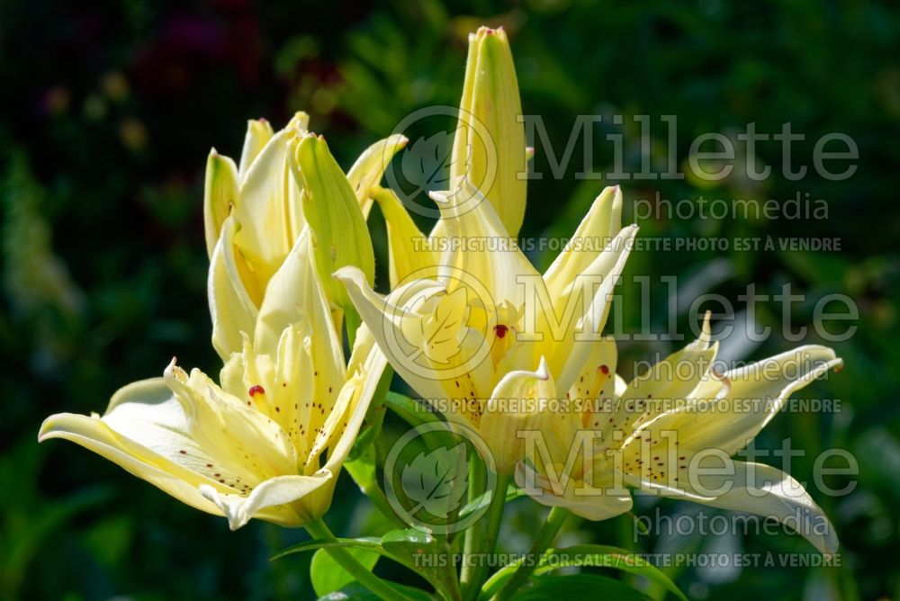Lilium Mountain Joy (Asiatic Lily) 2
