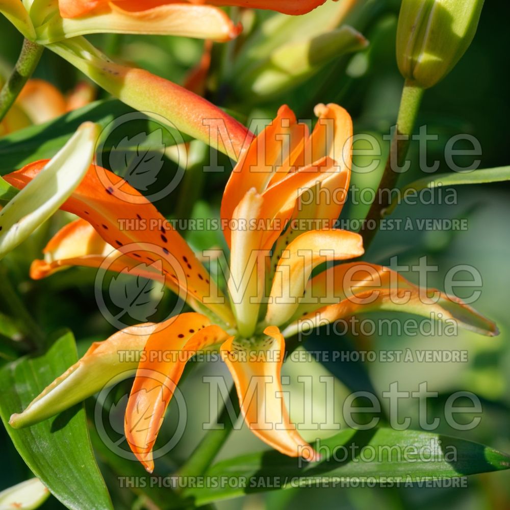Lilium Must See (Asiatic Lily) 2 