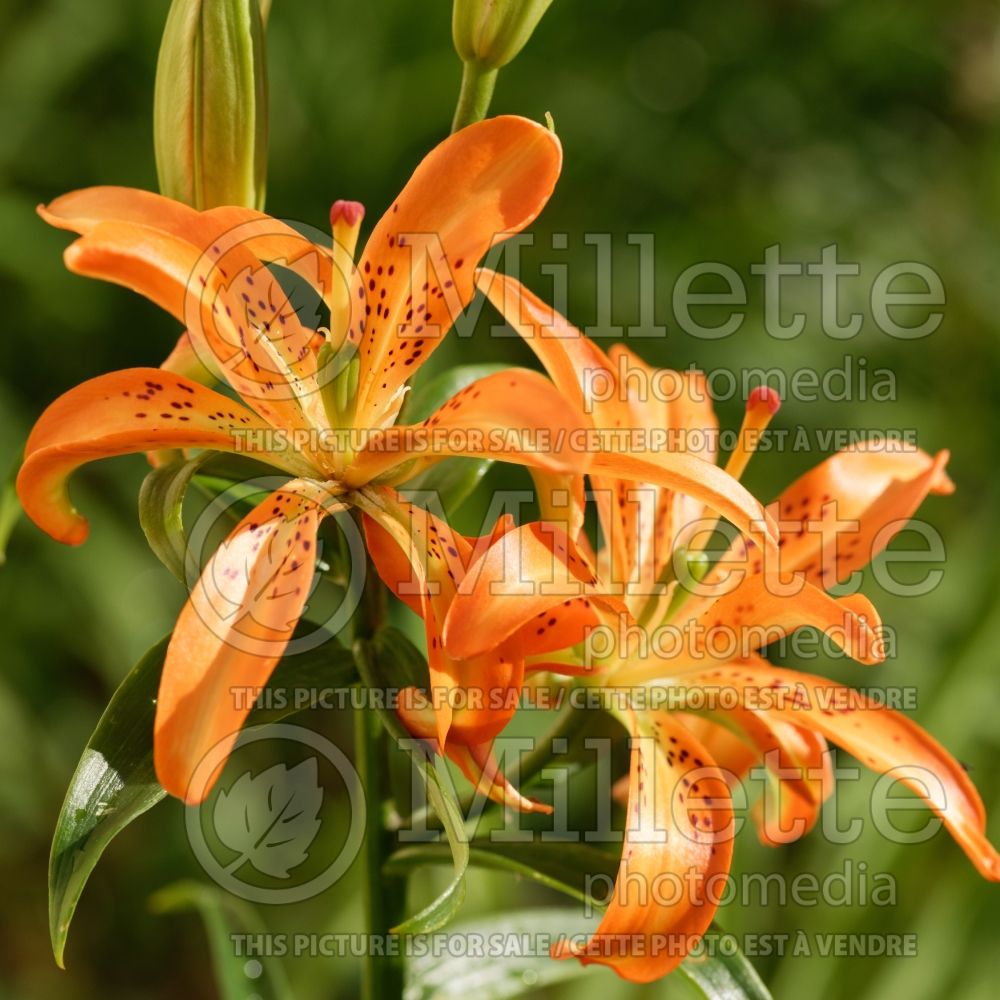 Lilium Must See (Asiatic Lily) 1 
