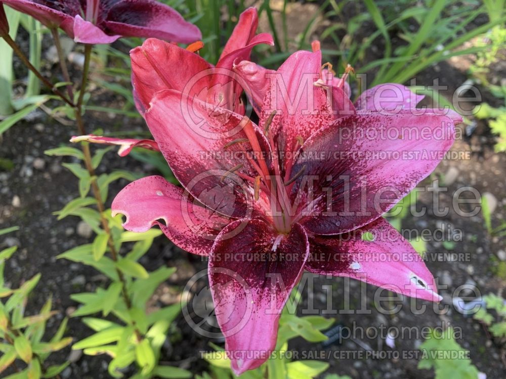 Lilium Purple Eye (Asiatic Lily) 1