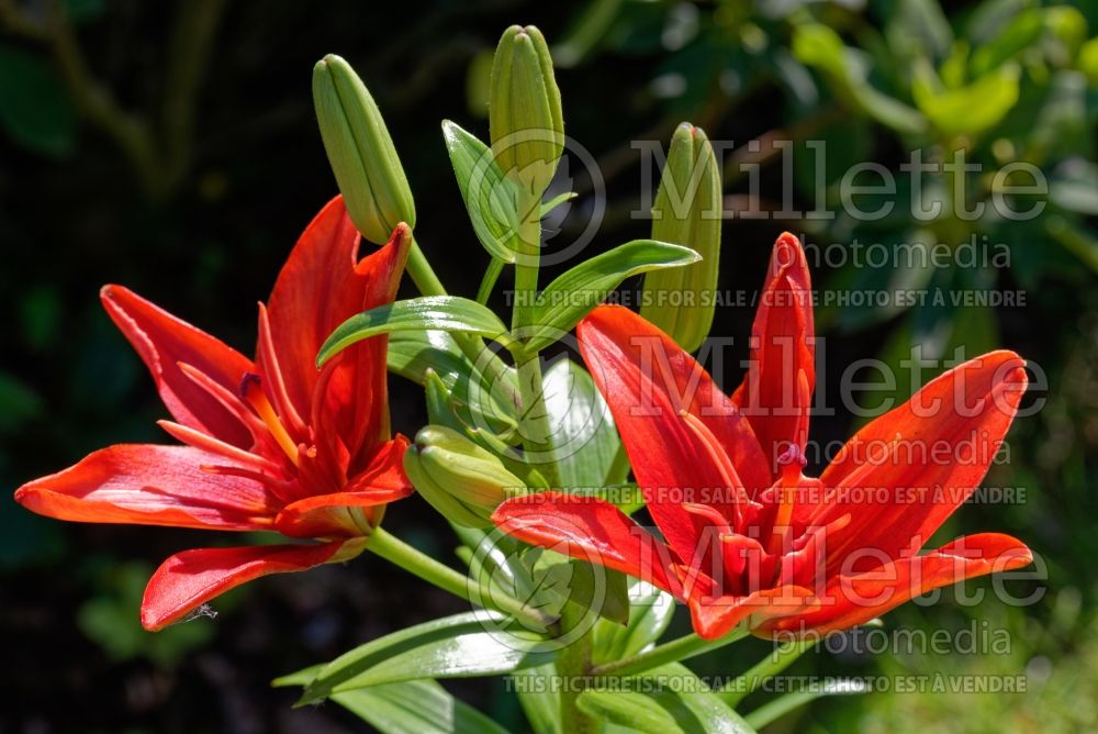 Lilium Red Twin (Asiatic Lily) 1 