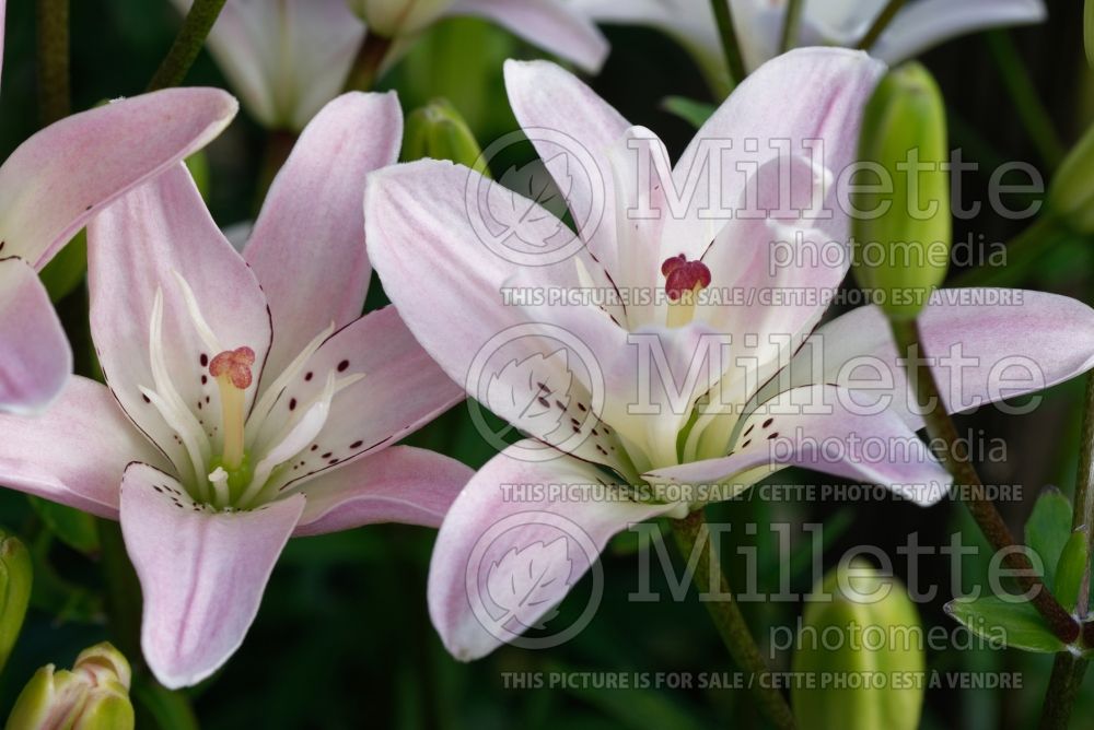 Lilium Spring Pink (Asiatic Lily) 1