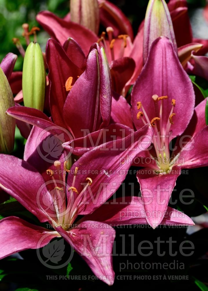 Lilium Tiny Pearl (Asiatic Lily) 1