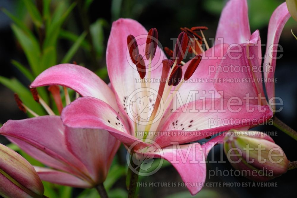 Lilium Vermeer (Asiatic Lily) 1