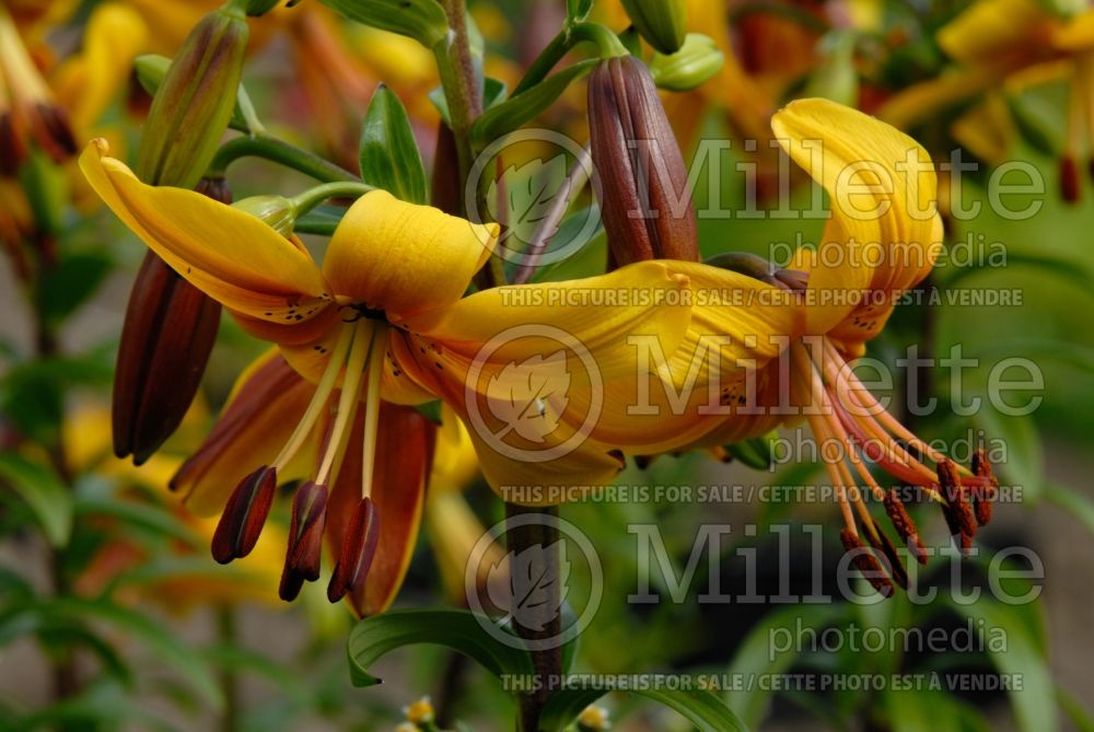 Lilium Yellow Twinkle (Asiatic Lily) 1