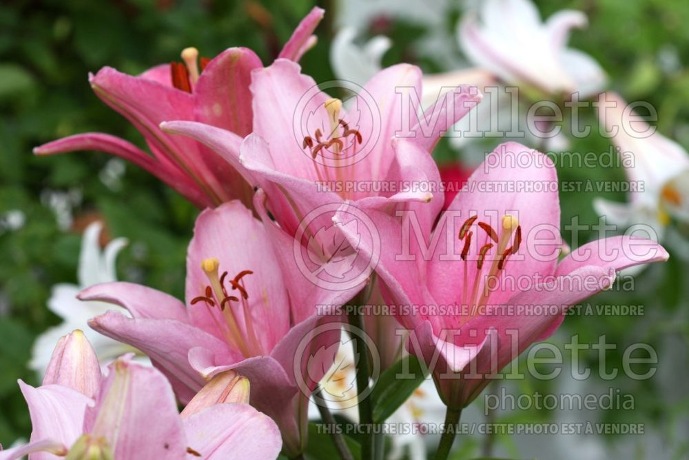 Lilium Chianti (Asiatic Lily) 2