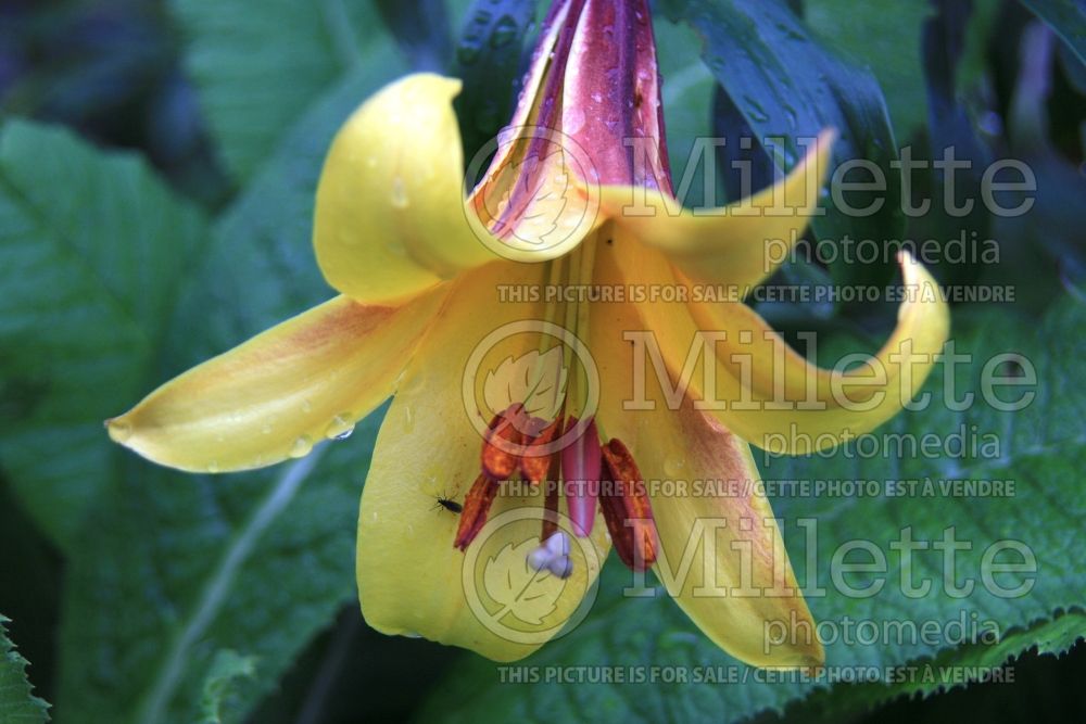 Lilium Golden Standard (Trumpet Lily) 1