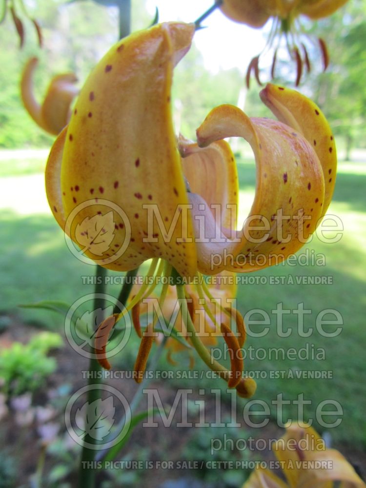 Lilium Paisley Hybrids (Martagon Lily) 1