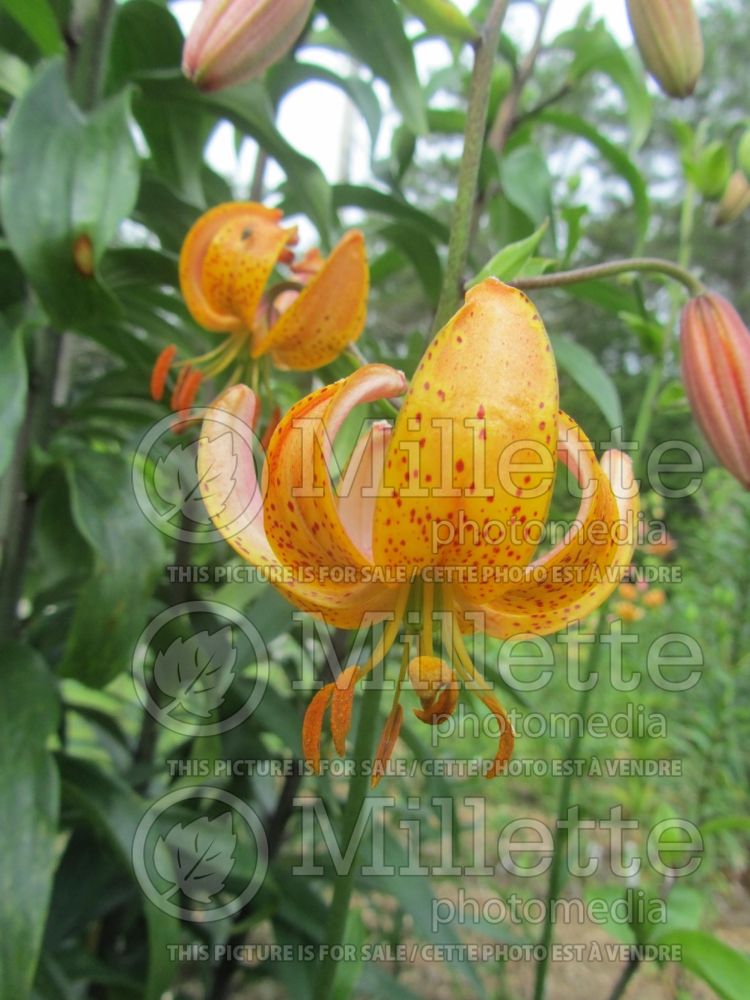 Lilium Peppard Gold (Martagon Lily) 1