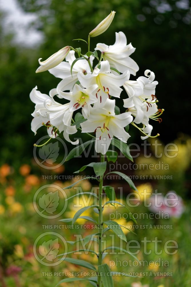 Lilium Forever (Lily) 1
