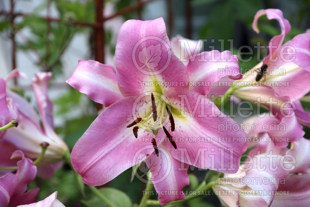 Lilium On Stage (Lily) 4