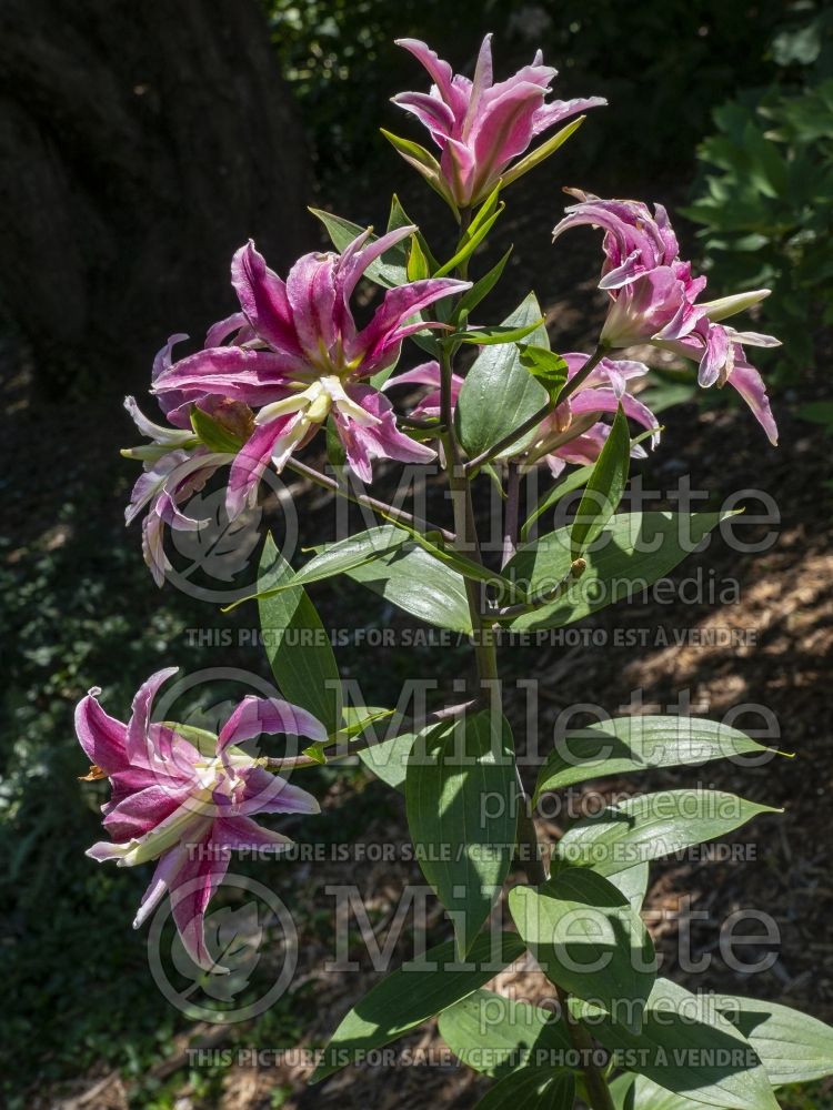 Lilium Syracuse (Lily) 1