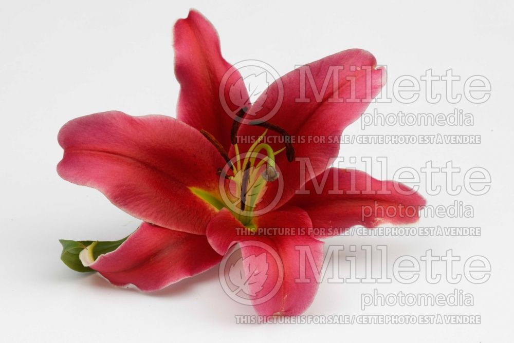 Lilium Amarosi (Oriental Lily) 2