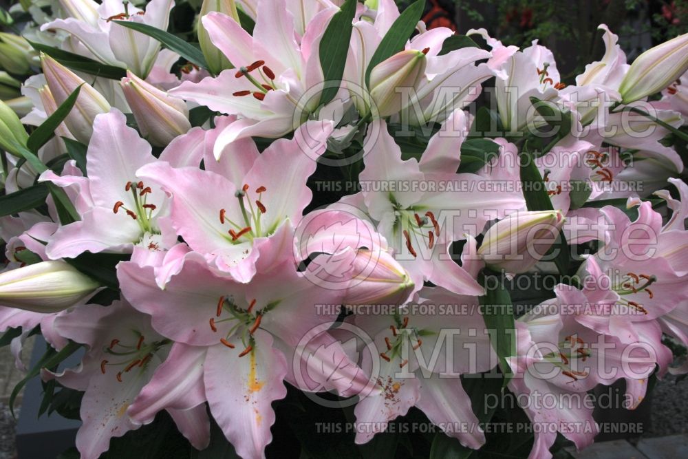 Lilium Burlesca (Oriental Lily) 1